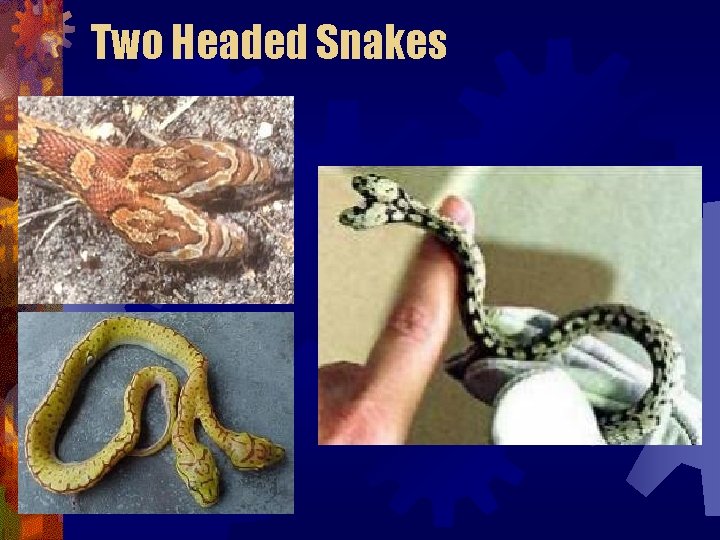 Two Headed Snakes Two Headed Snakes