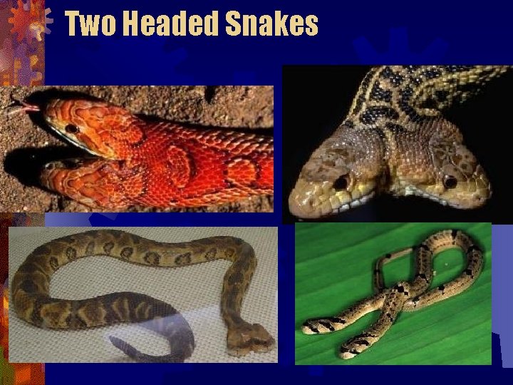 Two Headed Snakes Two Headed Snakes
