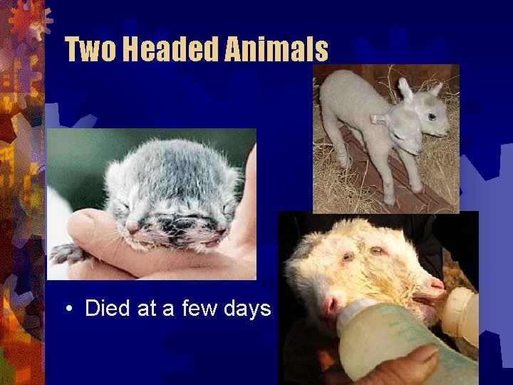 Two Headed Animals • Died at a few days Two Headed Animals • Died at a few days