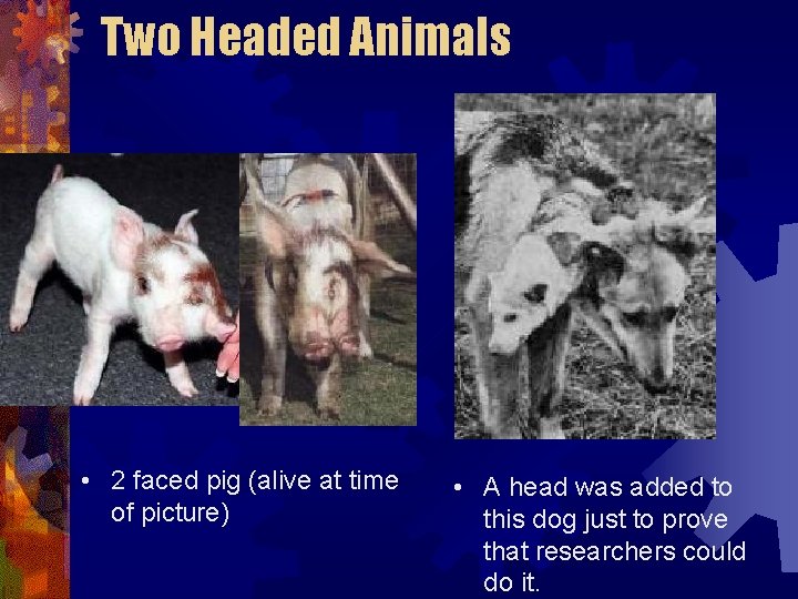 Two Headed Animals • 2 faced pig (alive at time of picture) • A Two Headed Animals • 2 faced pig (alive at time of picture) • A
