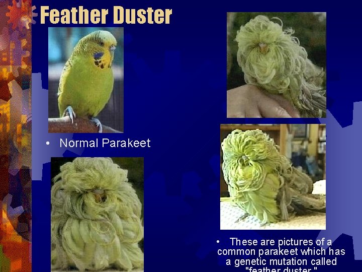 Feather Duster • Normal Parakeet • These are pictures of a common parakeet which Feather Duster • Normal Parakeet • These are pictures of a common parakeet which