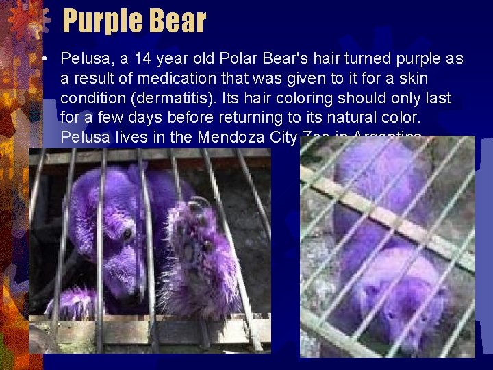 Purple Bear • Pelusa, a 14 year old Polar Bear's hair turned purple as Purple Bear • Pelusa, a 14 year old Polar Bear's hair turned purple as