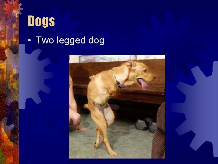 Dogs • Two legged dog Dogs • Two legged dog