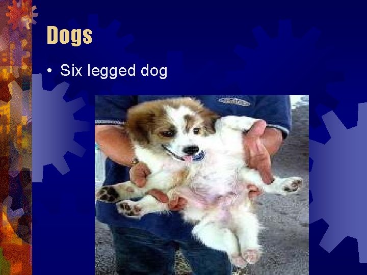 Dogs • Six legged dog Dogs • Six legged dog