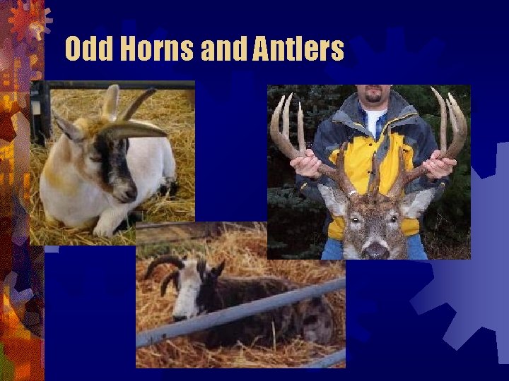 Odd Horns and Antlers Odd Horns and Antlers