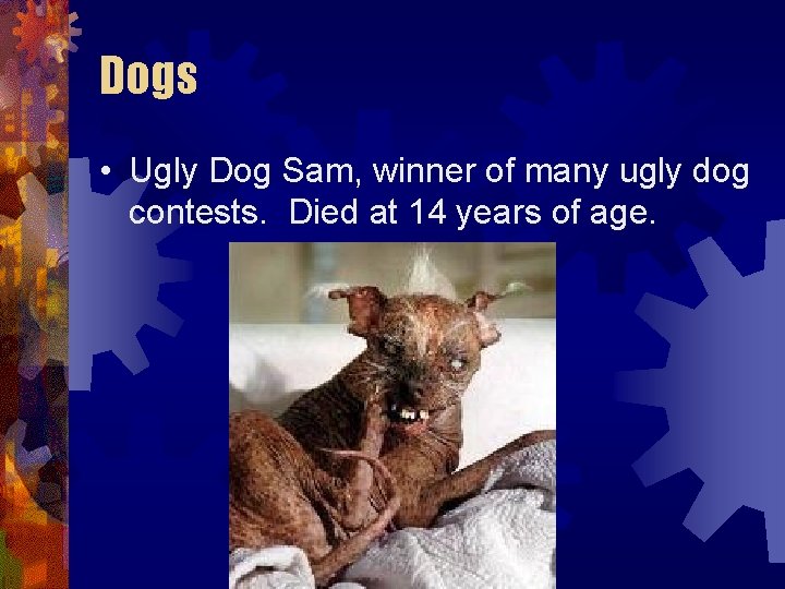 Dogs • Ugly Dog Sam, winner of many ugly dog contests. Died at 14 Dogs • Ugly Dog Sam, winner of many ugly dog contests. Died at 14