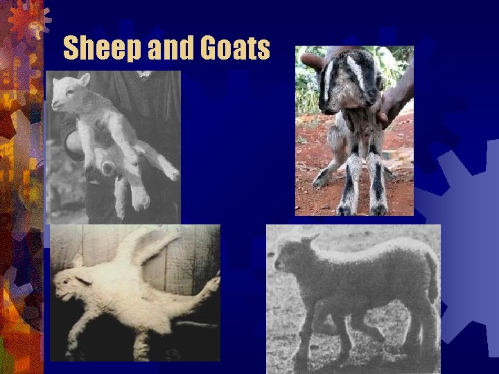 Sheep and Goats Sheep and Goats