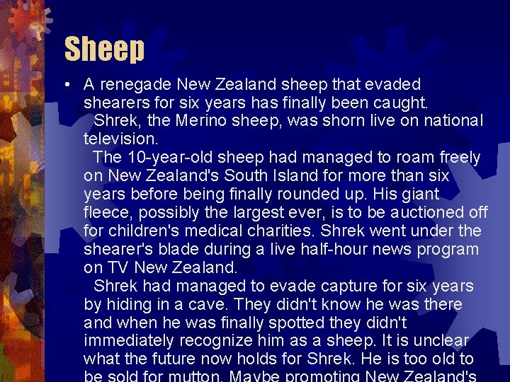 Sheep • A renegade New Zealand sheep that evaded shearers for six years has Sheep • A renegade New Zealand sheep that evaded shearers for six years has