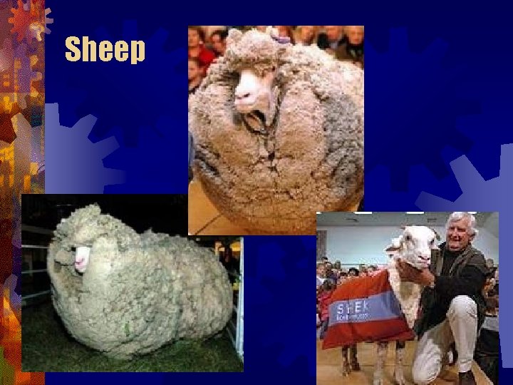 Sheep Sheep