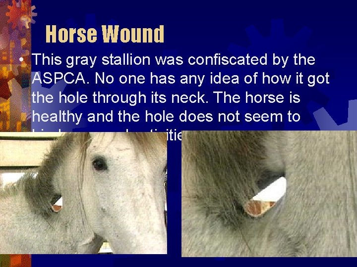 Horse Wound • This gray stallion was confiscated by the ASPCA. No one has Horse Wound • This gray stallion was confiscated by the ASPCA. No one has