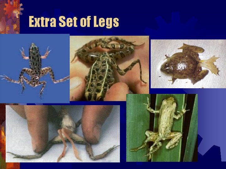 Extra Set of Legs Extra Set of Legs