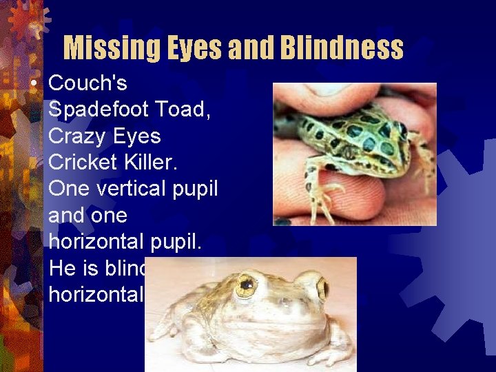 Missing Eyes and Blindness • Couch's Spadefoot Toad, Crazy Eyes Cricket Killer. One vertical Missing Eyes and Blindness • Couch's Spadefoot Toad, Crazy Eyes Cricket Killer. One vertical