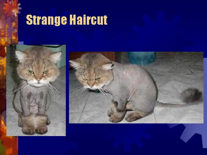 Strange Haircut Strange Haircut