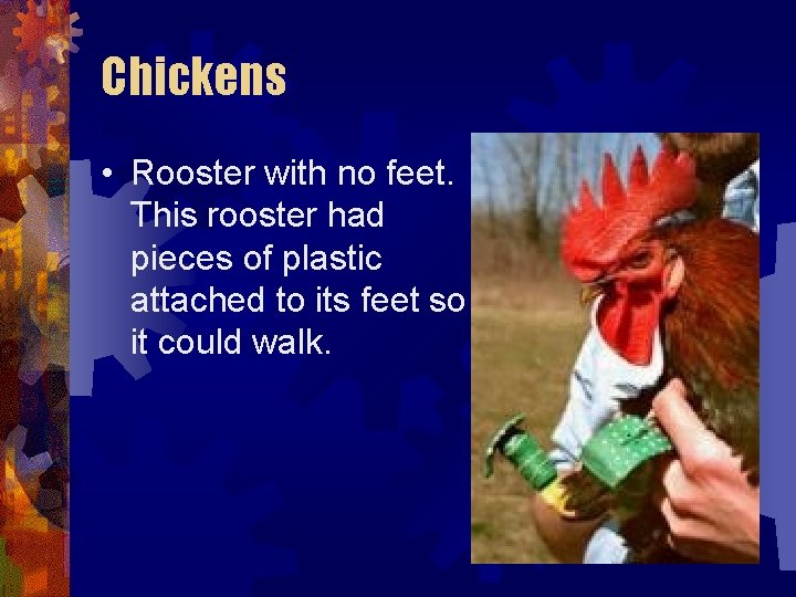 Chickens • Rooster with no feet. This rooster had pieces of plastic attached to Chickens • Rooster with no feet. This rooster had pieces of plastic attached to