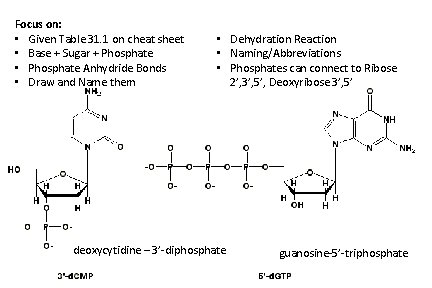 Focus on: • Given Table 31. 1 on cheat sheet • Base + Sugar