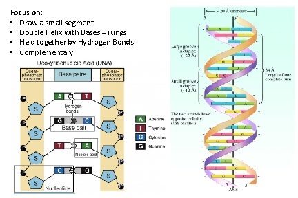 Focus on: • Draw a small segment • Double Helix with Bases = rungs