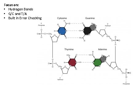 Focus on: • Hydrogen Bonds • G/C and T/A • Built in Error Checking