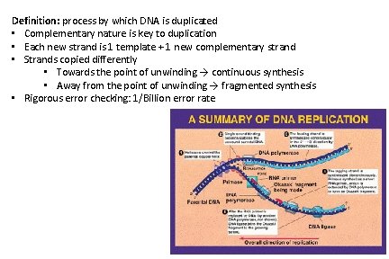 Definition: process by which DNA is duplicated • Complementary nature is key to duplication