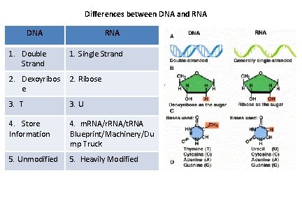 Differences between DNA and RNA DNA RNA 1. Double Strand 1. Single Strand 2.