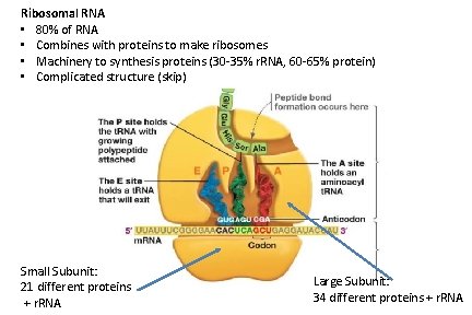 Ribosomal RNA • 80% of RNA • Combines with proteins to make ribosomes •