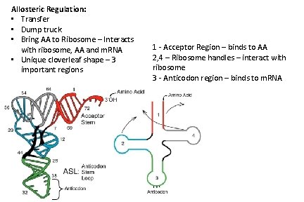 Allosteric Regulation: • Transfer • Dump truck • Bring AA to Ribosome – Interacts