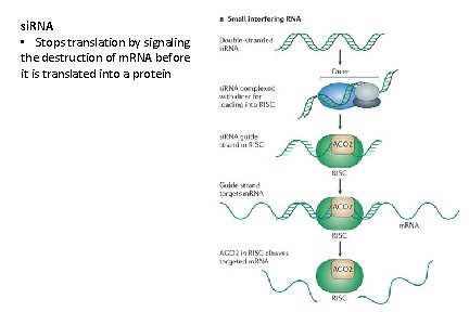 si. RNA • Stops translation by signaling the destruction of m. RNA before it