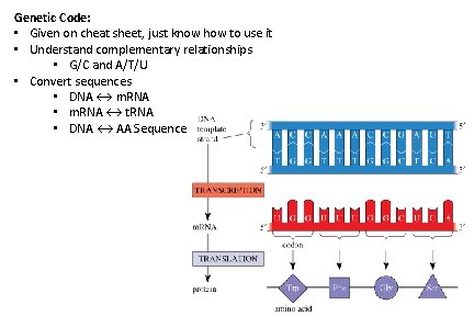 Genetic Code: • Given on cheat sheet, just know how to use it •