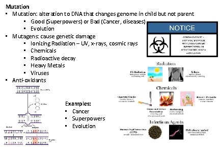 Mutation • Mutation: alteration to DNA that changes genome in child but not parent