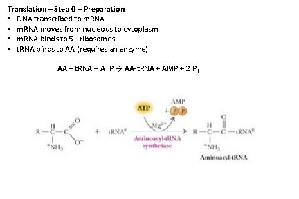 Translation – Step 0 – Preparation • DNA transcribed to m. RNA • m.