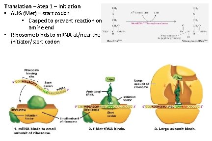 Translation – Step 1 – Initiation • AUG (Met) = start codon • Capped
