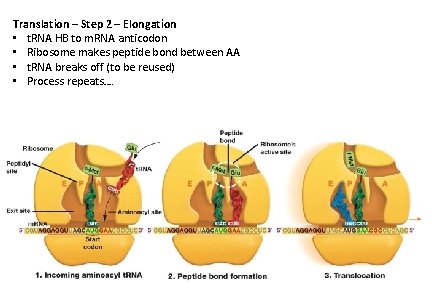 Translation – Step 2 – Elongation • t. RNA HB to m. RNA anticodon