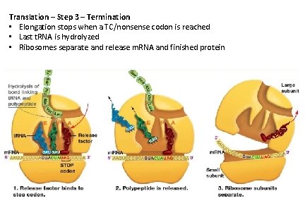 Translation – Step 3 – Termination • Elongation stops when a TC/nonsense codon is