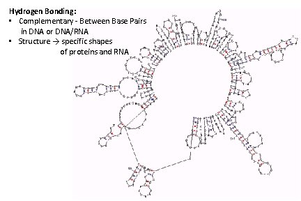 Hydrogen Bonding: • Complementary - Between Base Pairs in DNA or DNA/RNA • Structure