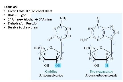Focus on: • Given Table 31. 1 on cheat sheet • Base + Sugar