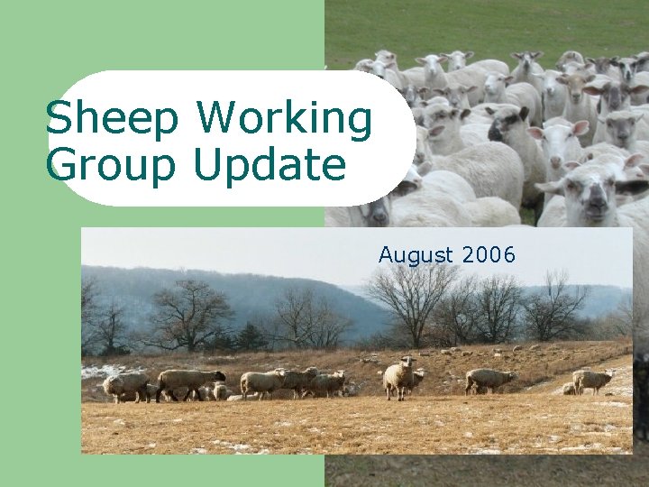 Sheep Working Group Update August 2006 June 2006 