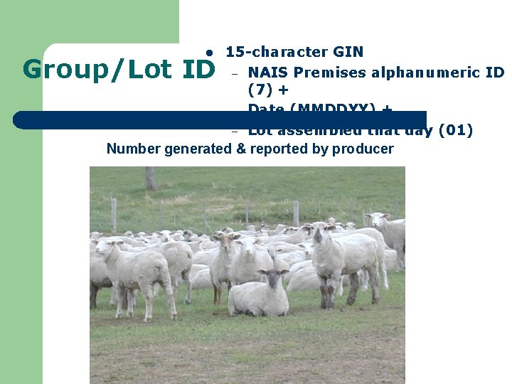 15 -character GIN – NAIS Premises alphanumeric ID (7) + – Date (MMDDYY) +