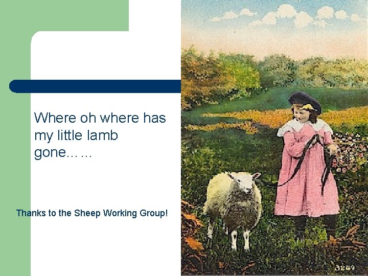 Where oh where has my little lamb gone…… Thanks to the Sheep Working Group!