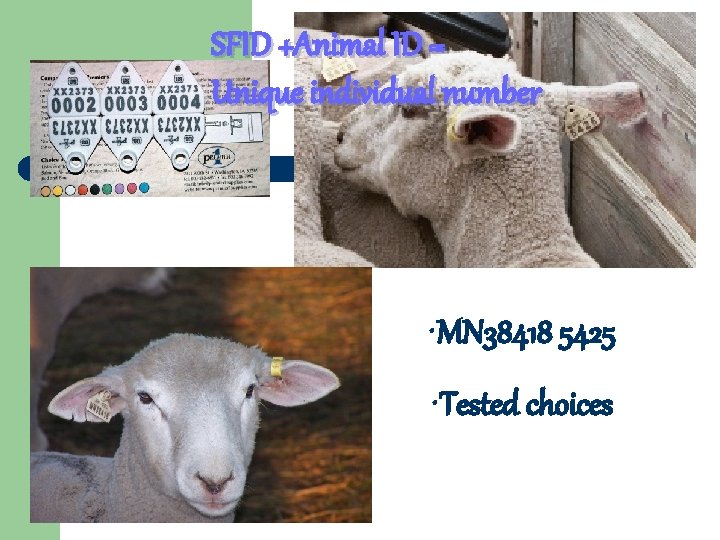 SFID +Animal ID = Unique individual number • MN 38418 5425 • Tested choices