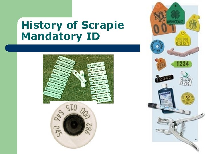 History of Scrapie Mandatory ID 