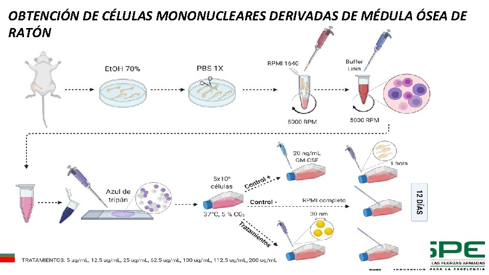 OBTENCIÓN DE CÉLULAS MONONUCLEARES DERIVADAS DE MÉDULA ÓSEA DE RATÓN 