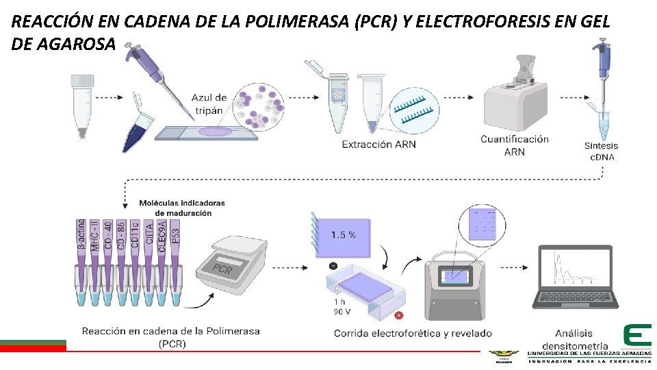 REACCIÓN EN CADENA DE LA POLIMERASA (PCR) Y ELECTROFORESIS EN GEL DE AGAROSA 