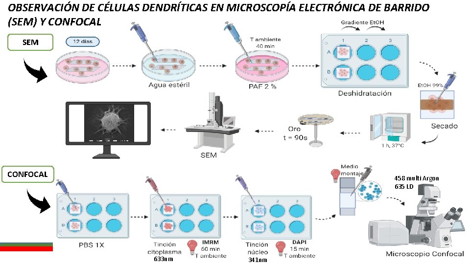 OBSERVACIÓN DE CÉLULAS DENDRÍTICAS EN MICROSCOPÍA ELECTRÓNICA DE BARRIDO (SEM) Y CONFOCAL SEM CONFOCAL