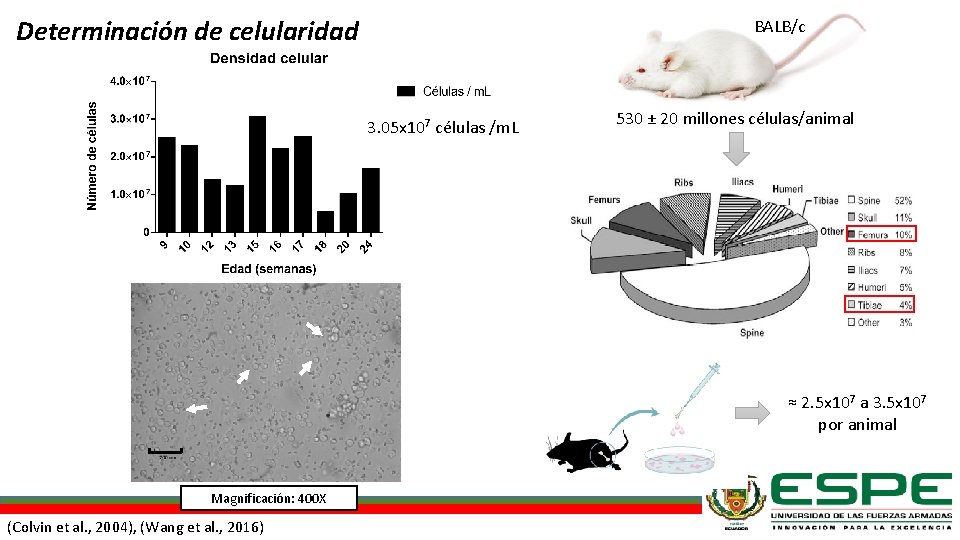 Determinación de celularidad BALB/c 3. 05 x 107 células /m. L 530 ± 20