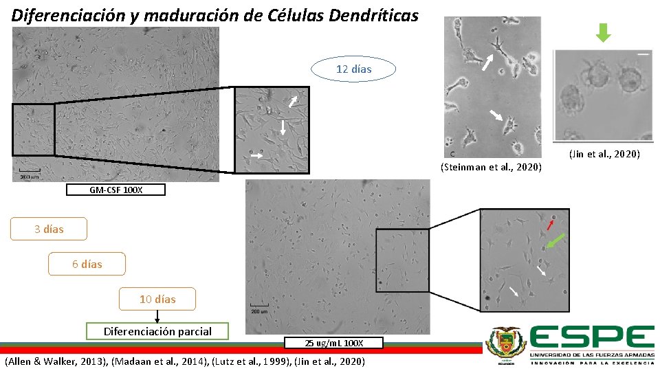 Diferenciación y maduración de Células Dendríticas 12 días (Jin et al. , 2020) (Steinman