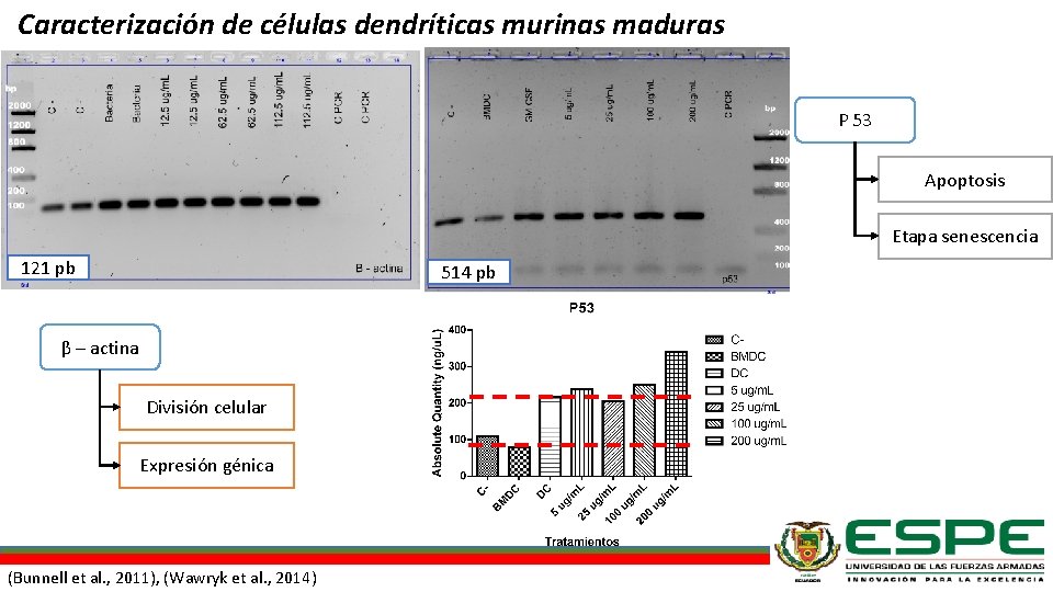 Caracterización de células dendríticas murinas maduras P 53 Apoptosis Etapa senescencia 121 pb 514