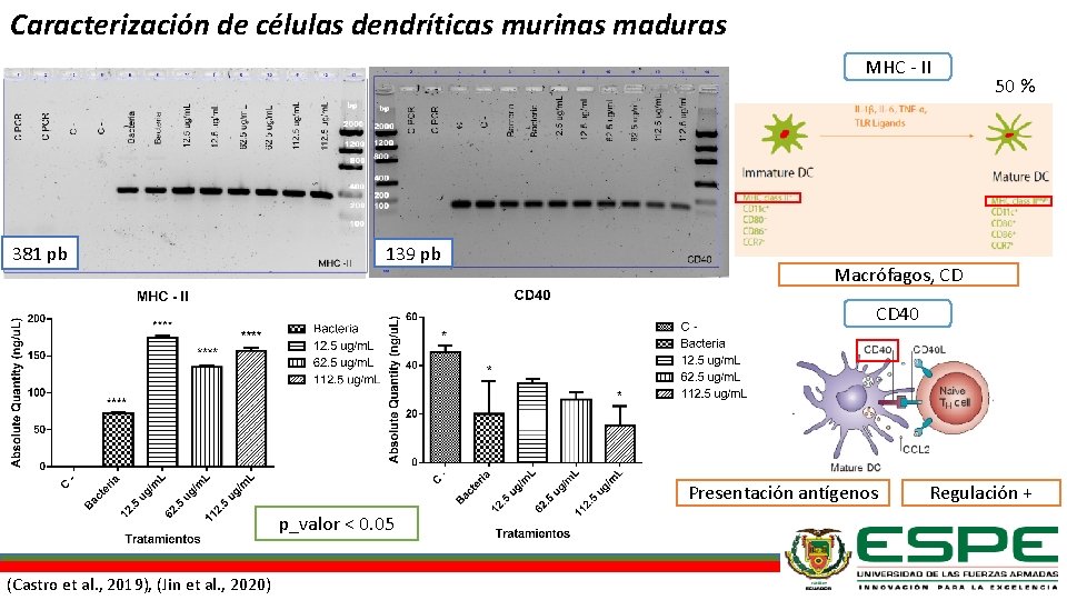 Caracterización de células dendríticas murinas maduras MHC - II 381 pb 139 pb 50