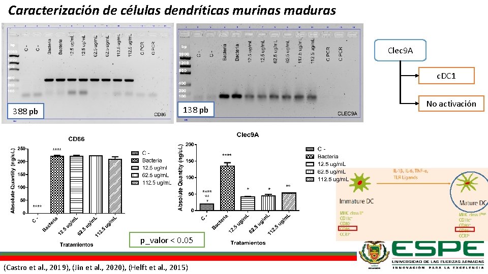 Caracterización de células dendríticas murinas maduras Clec 9 A c. DC 1 388 pb