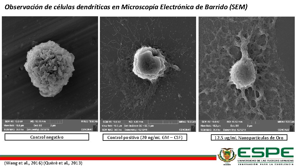 Observación de células dendríticas en Microscopía Electrónica de Barrido (SEM) Control negativo (Wang et