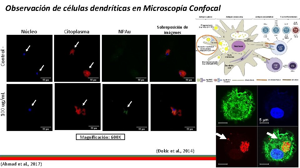 Observación de células dendríticas en Microscopía Confocal Citoplasma NPAu 100 ug/m. L Control -