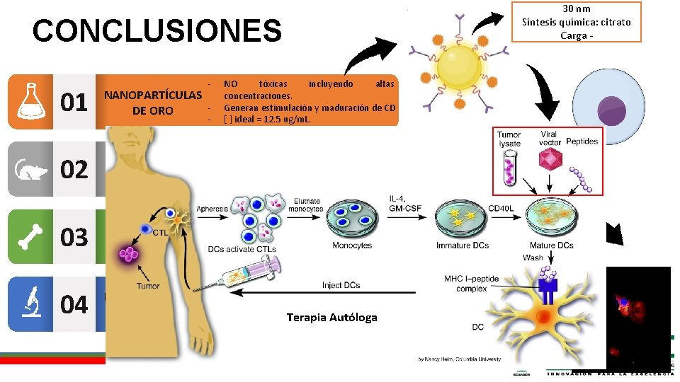 CONCLUSIONES 01 02 03 04 - NANOPARTÍCULAS DE ORO - BMDC - - ESTIMULACIÓN